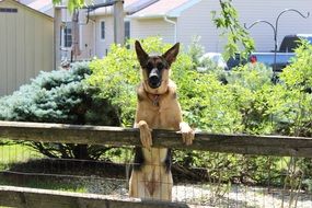 German Shepherd on fence