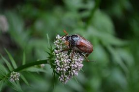 Beetle on Plant