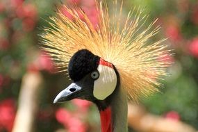 beautiful crowned Crane head close up