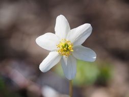 delicate wood anemone flower