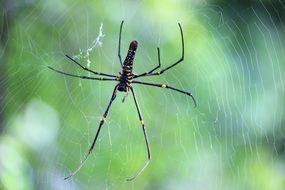 huge spider on the web close-up on blurred background