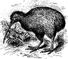 Kiwi, Flightless Bird, illustation