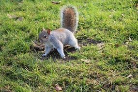 adorable and cute Squirrel