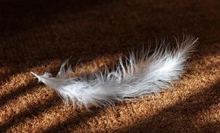 white soft bird feather