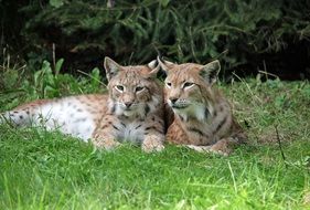 Lynx lying on the grass
