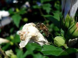 bee on a plant with white flowers and buds
