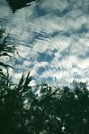 clouds and plants reflected in the water of the lake