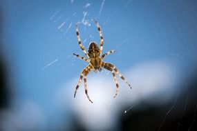 garden spider on cobweb