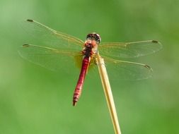 Red Dragonfly Insect filigree macro