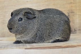 portrait of a cute silver guinea pig
