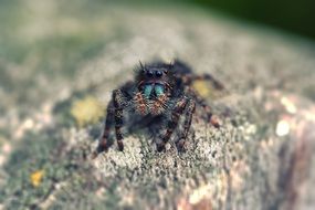 black Little Spider Macro photo