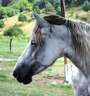 adorable and cute Horse Profile