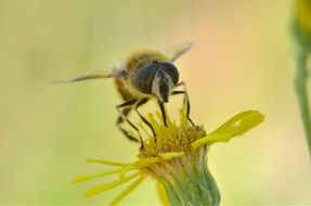 bee taking nectar