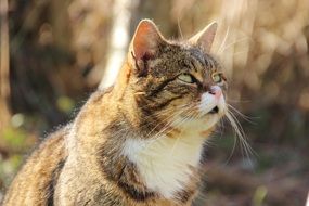 portrait of an old tom cat