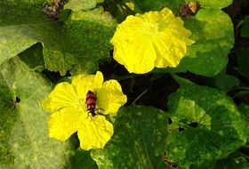 picture of the Beetle Insect is on a flower