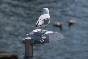 seagull near the water close-up