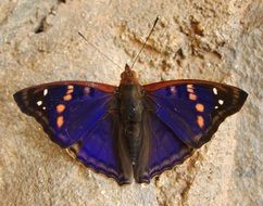 blue Butterfly on a stone close-up