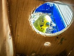 Parrots in a cage