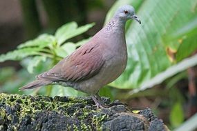 dove in nature close-up on a blurred background