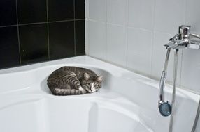 fluffy cat sleeping on the corner of the bath