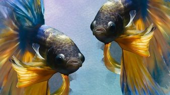beautiful aquarium fishes