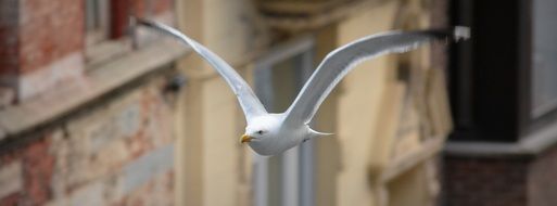 the wingspan of a Seagull