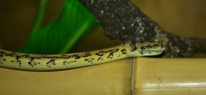 beautiful snake carpet python