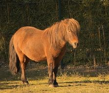 Sun Horse