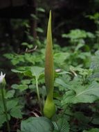 high flowerbud among green leaves