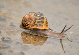 closeup picture of Snail in a puddle