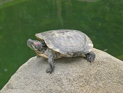 turtle on a stone near the water