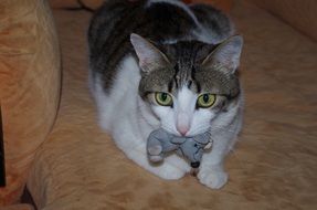 domestic cat with a toy in his teeth