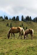 horses on a green field