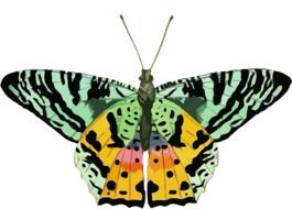 yellow - green image of a butterfly