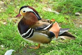 picture of the Mandarin Duck