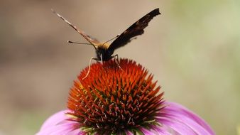 Butterfly feeding on coneflower