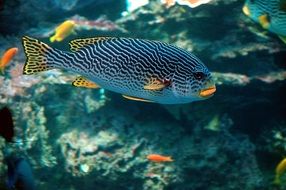Colorful tropical fish