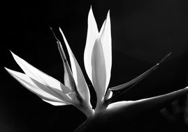 Black and white photo of Bird Of Paradise Flower