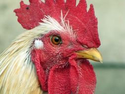muzzle of the cock macro