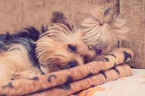 Cute and colorful Yorkshire Terrier is sleeping on the couch