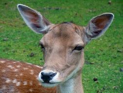 Portrait of Fallow Deer