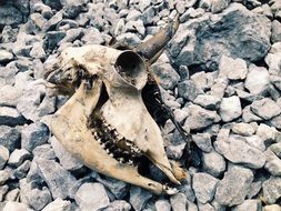Animal Skull