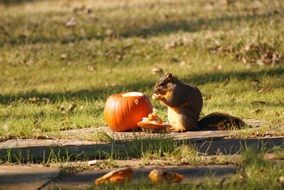 Squirrel Eating Pumpkin outdoor