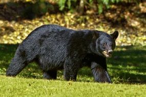 grizzly, Black Bear in wild, usa, Louisiana