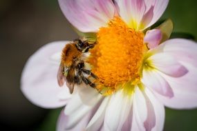 bee on Dahlia Hortensis bloom macro view