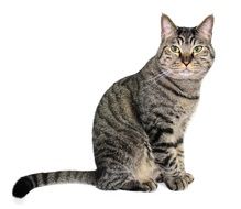 mackerel cat on white background