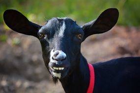 black goat with red collar