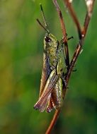 grasshopper sits on a dry plant