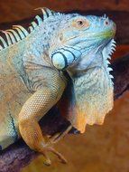 Colorful iguana