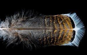 bird feather on black background